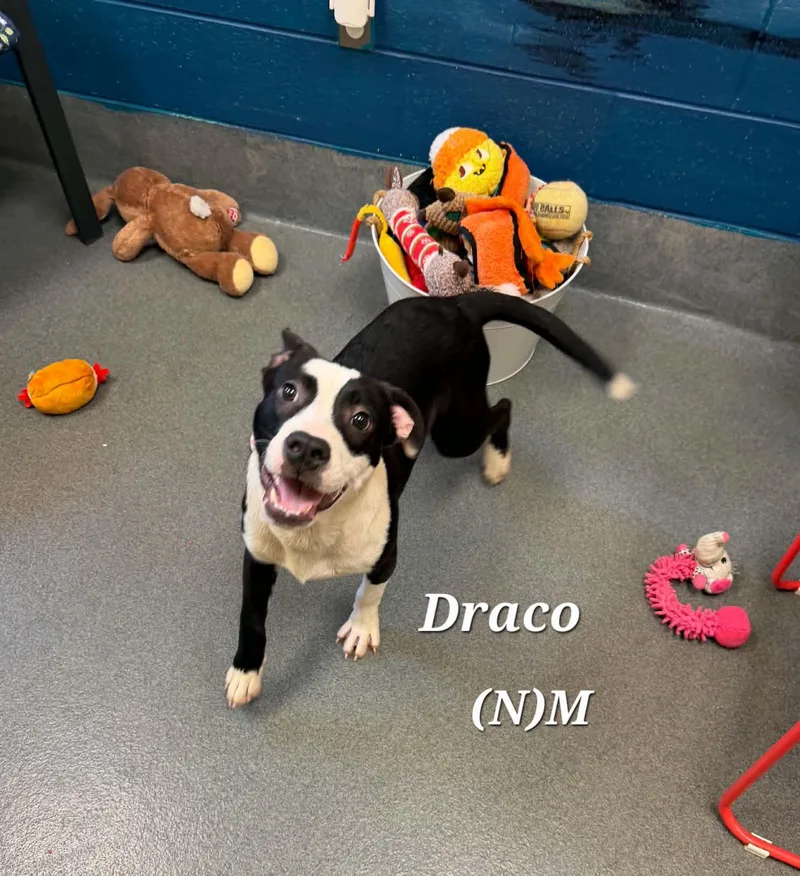 Draco