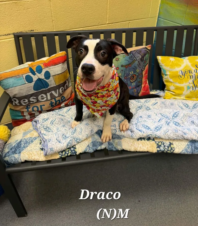 Draco thumbnail 2