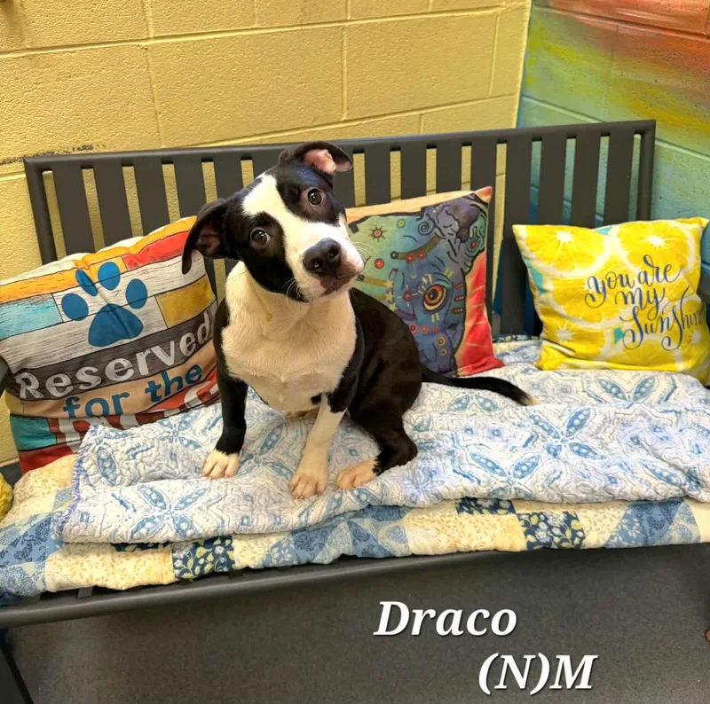 Draco thumbnail 3