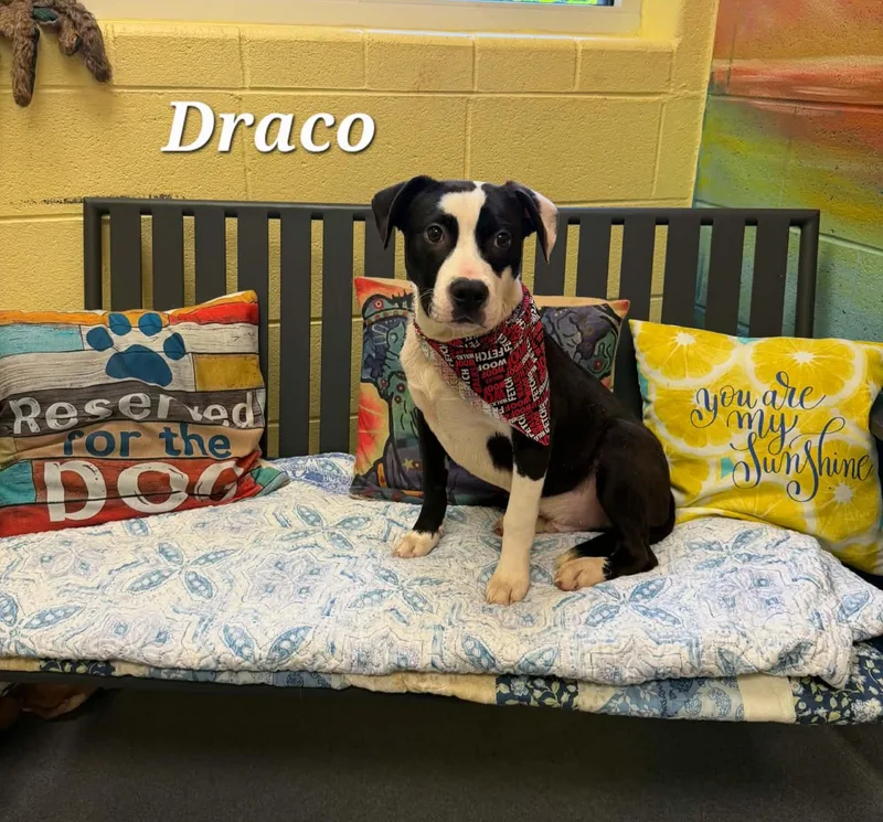 Draco thumbnail 4