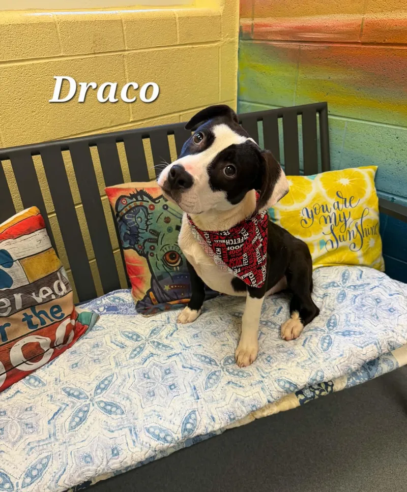 Draco thumbnail 5