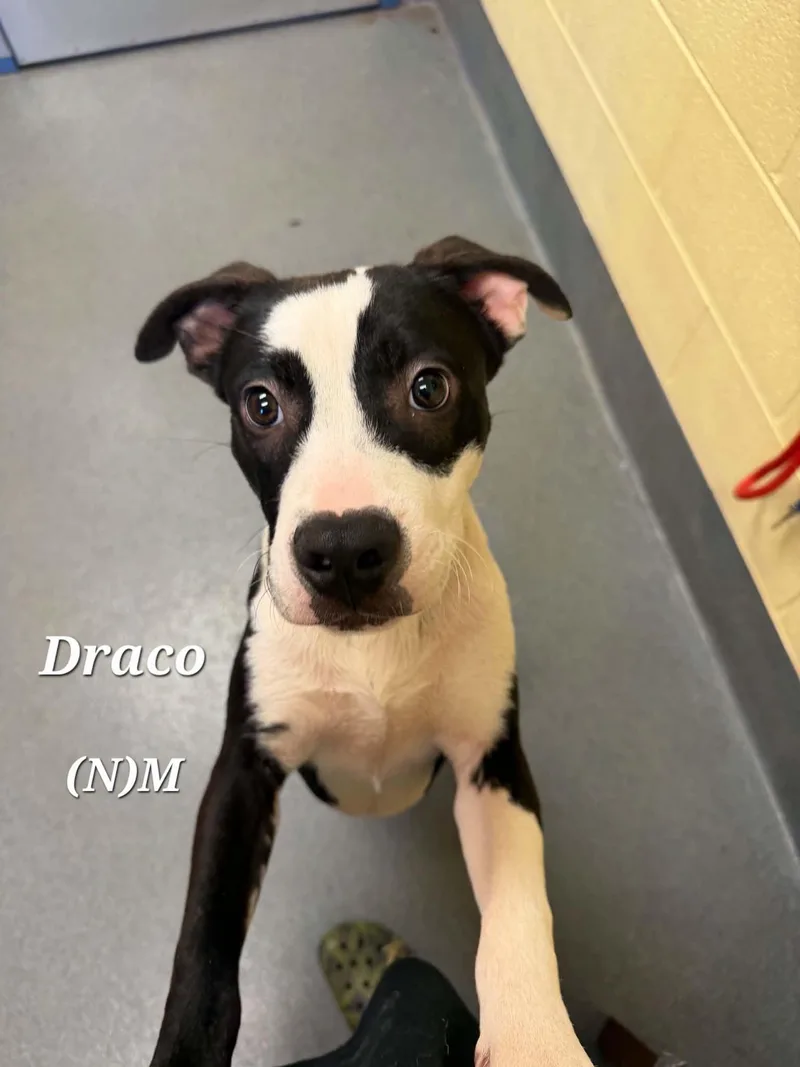 Draco thumbnail 6