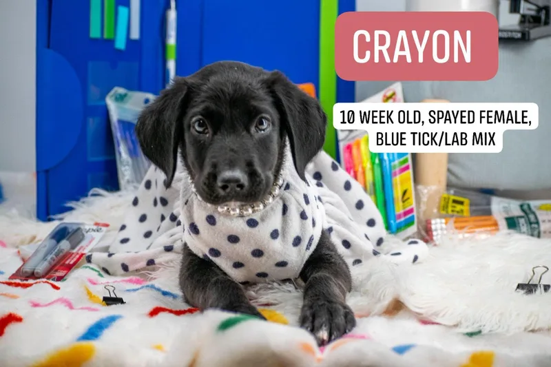 Crayon thumbnail 4