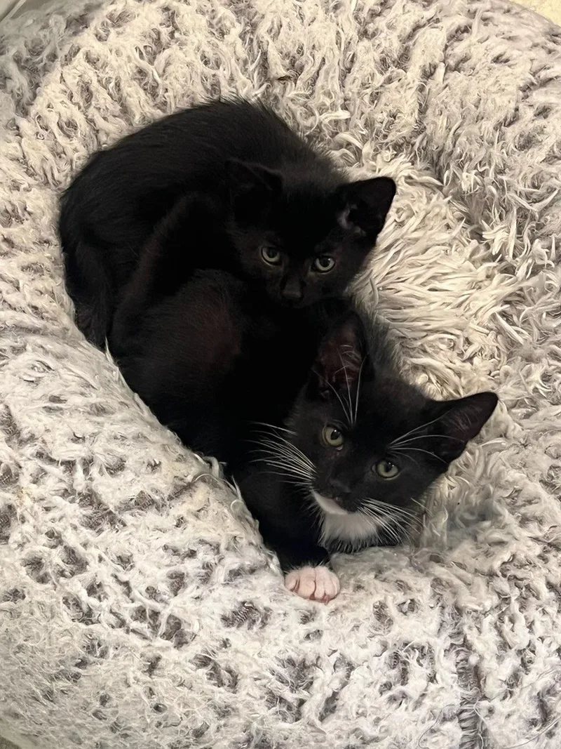 A baby medium-sized male Domestic Short Hair cat named Joey & Yasmina for adoption in Medfield, MA