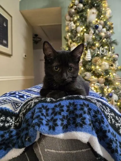 Peppermint thumbnail 2