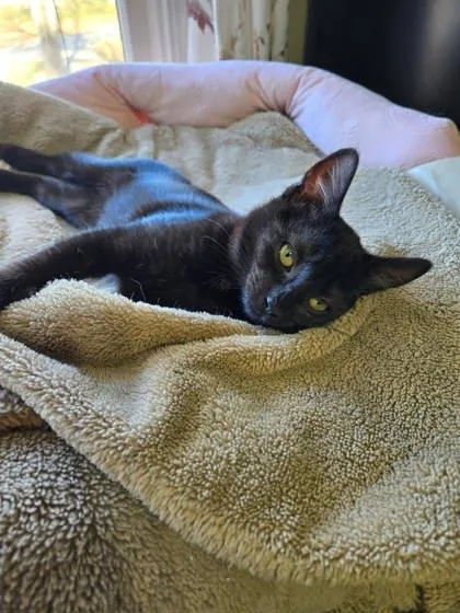 Peppermint thumbnail 3