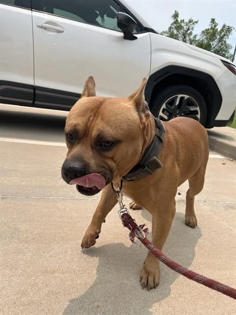 An adult medium-sized male American Staffordshire Terrier dog named A for adoption in Oklahoma City, OK