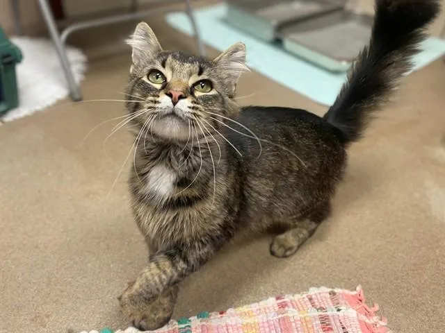 A young medium-sized male Domestic Medium Hair cat named Captain Fuzzypaws for adoption in Fort Wayne, IN