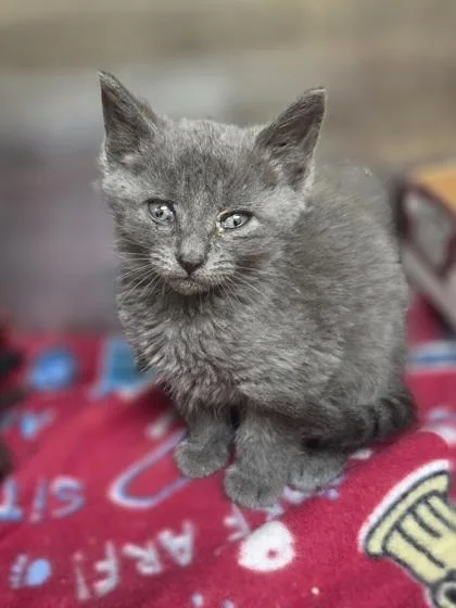A baby small-sized female Domestic Short Hair cat named Candace for adoption in Westland, MI