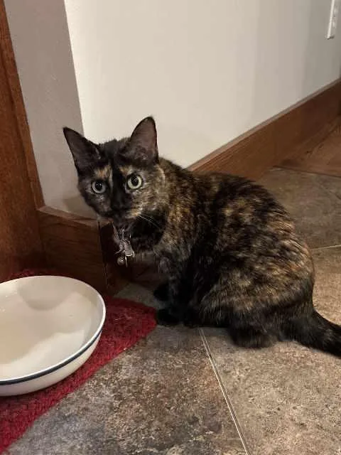 A senior medium-sized female Tortoiseshell cat named Lizzie for adoption in York, NE