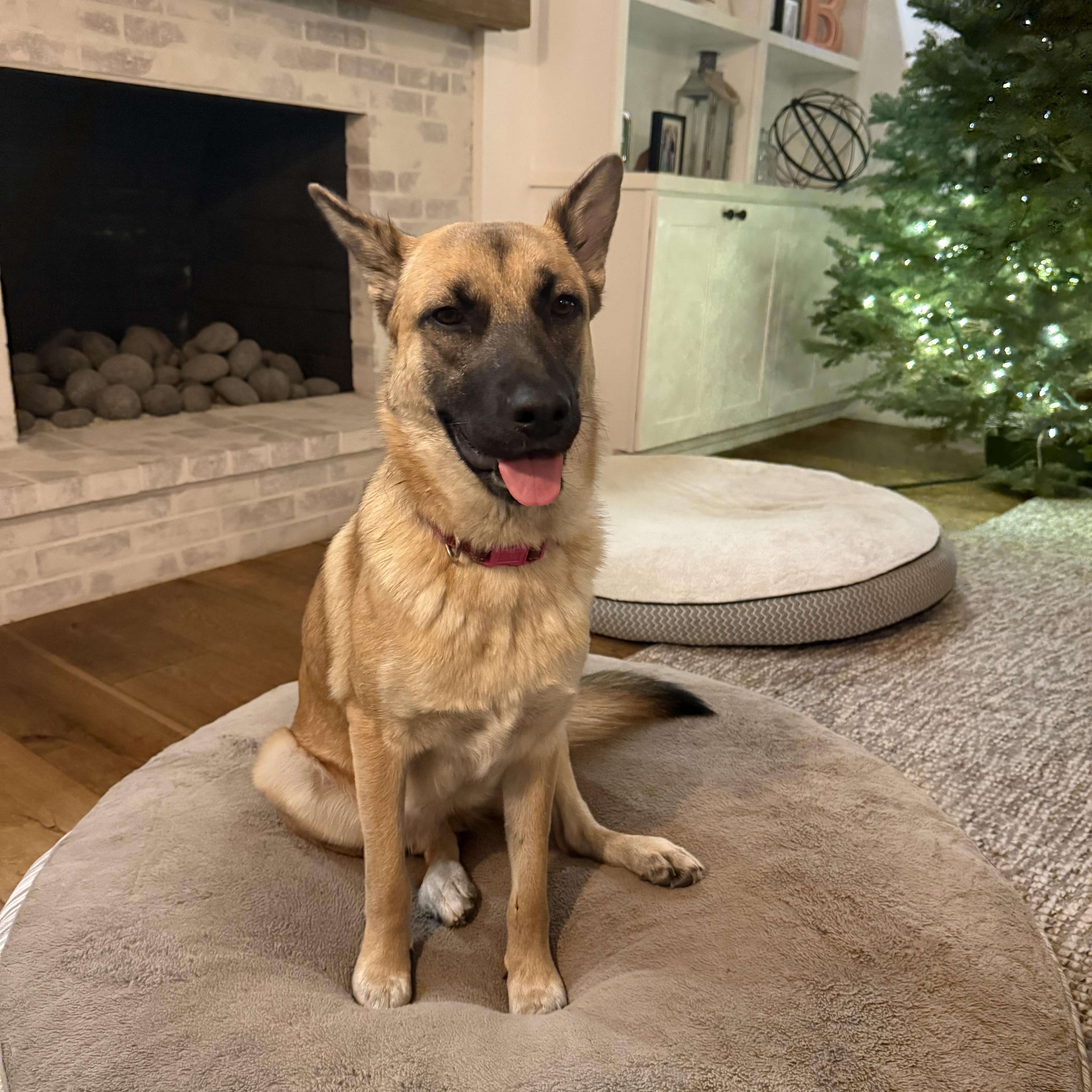 A young medium-sized female Brown / Chocolate German Shepherd Dog dog named Lilah for adoption in Sun Valley, CA