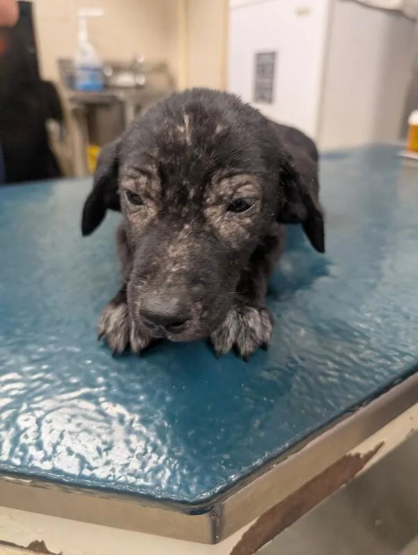 A young small-sized female Black Labrador Retriever dog named Paisley for adoption in Mobile, AL