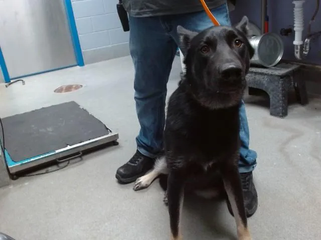 A young medium-sized male German Shepherd Dog dog named David for adoption in Albuquerque, NM