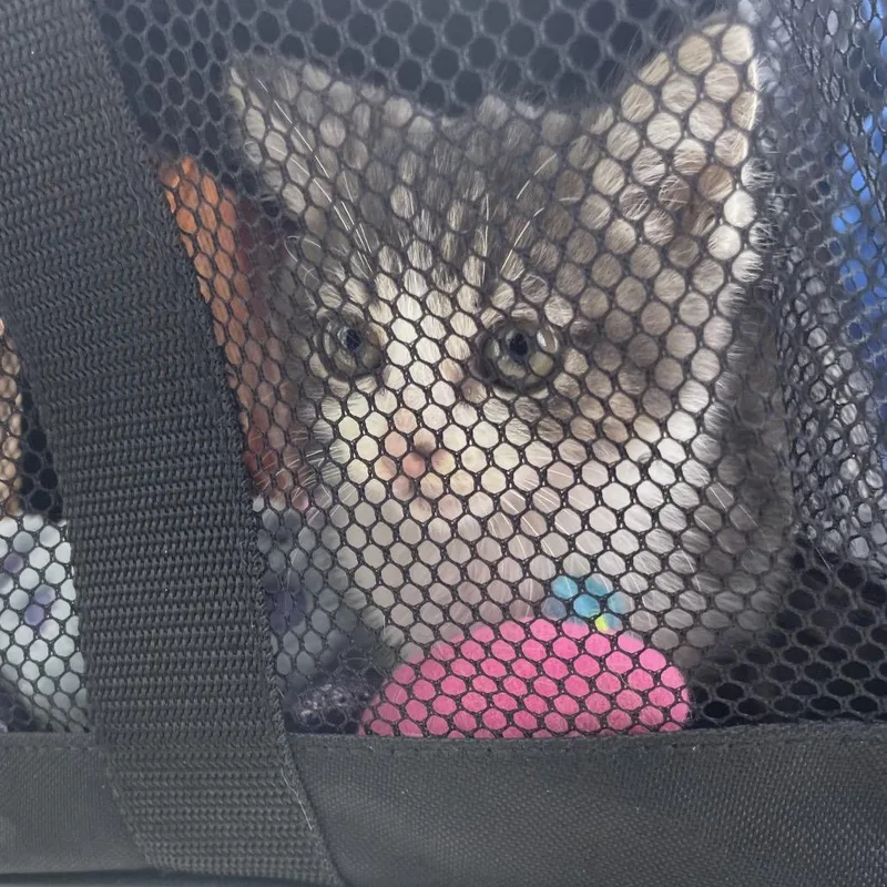 A baby small-sized female Gray / Blue / Silver Domestic Short Hair cat named Sienna for adoption in Hawthorne, CA
