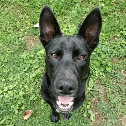 Dozer thumbnail 2