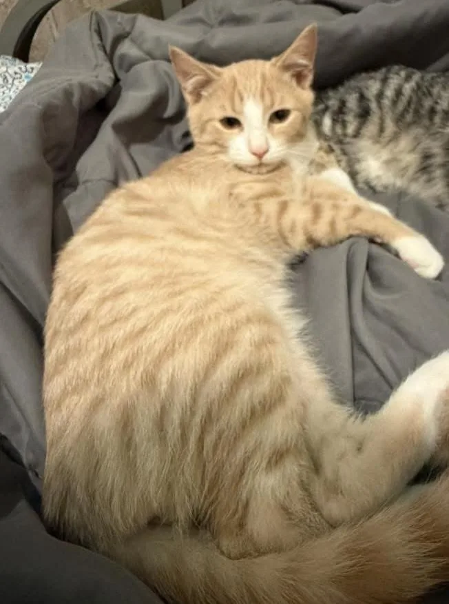 A baby medium-sized male Orange & White Domestic Short Hair cat named Spooky for adoption in Breinigsville, PA