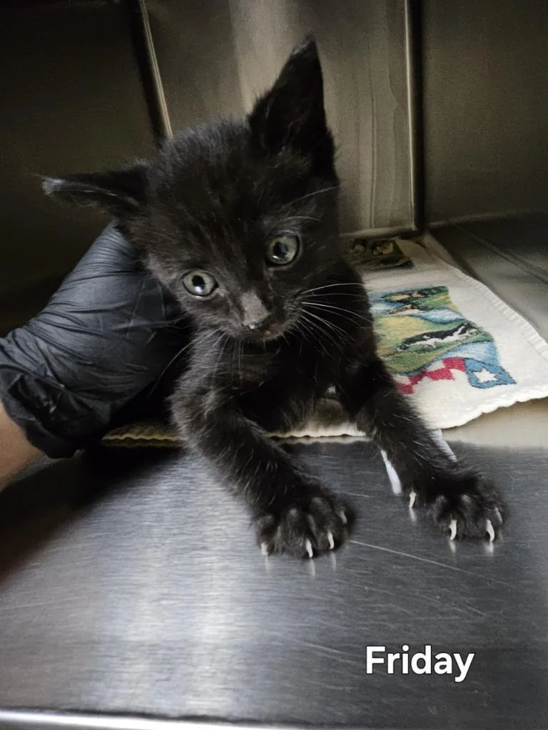 Friday Icc thumbnail 2