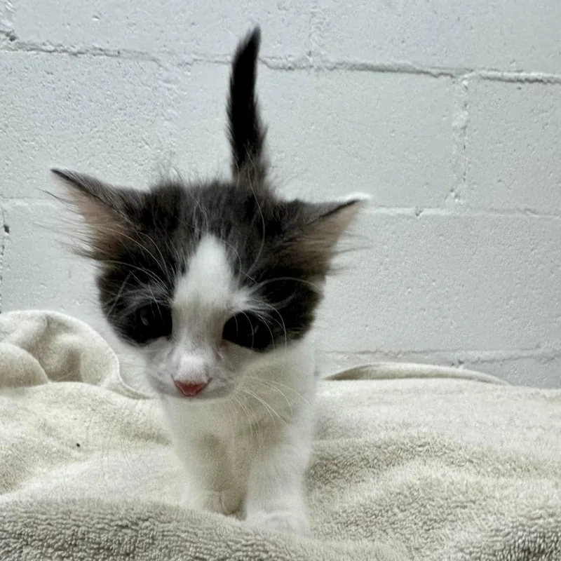 A baby small-sized male Black Domestic Short Hair cat named Matt Damon for adoption in Saint Louis, MO