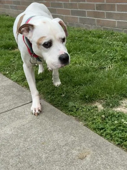 A senior large-sized male Mixed Breed dog named Wishbone for adoption in Cincinnati, OH