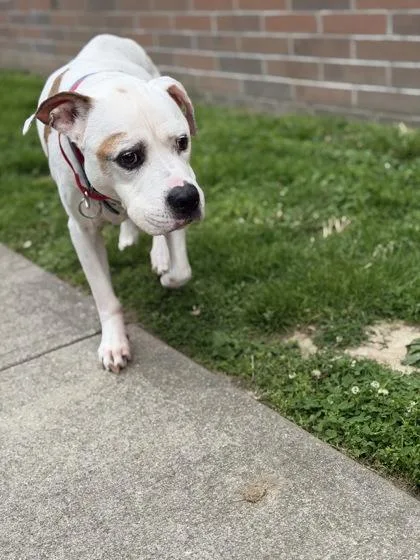 Wishbone thumbnail 2