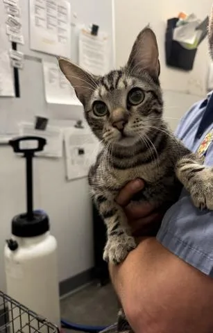 A young small-sized male Domestic Short Hair cat named Capullo for adoption in Los Angeles, CA