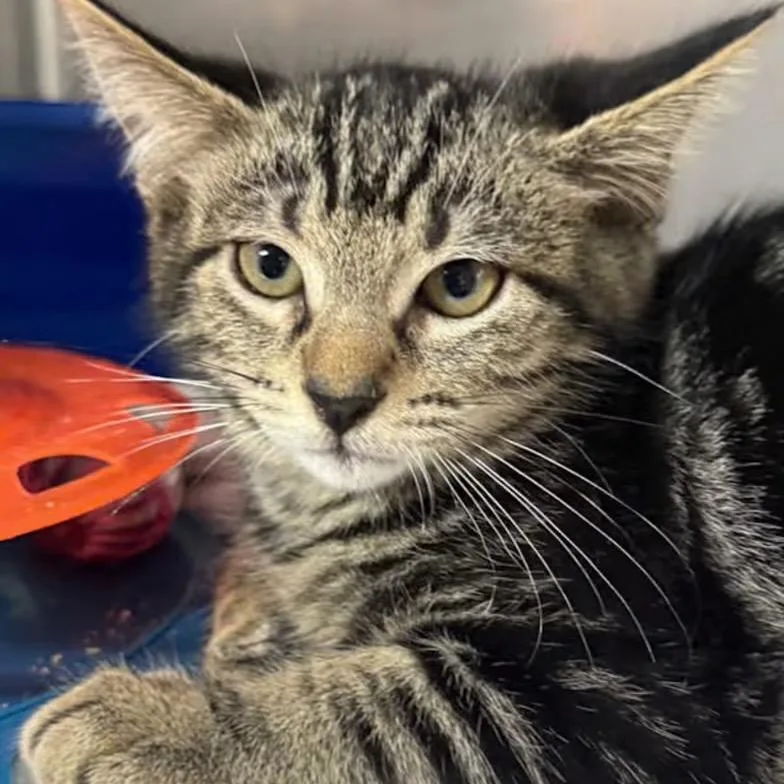An adult small-sized male Brown / Chocolate Domestic Short Hair cat named Mr. Fantastic for adoption in Lauderhill, FL