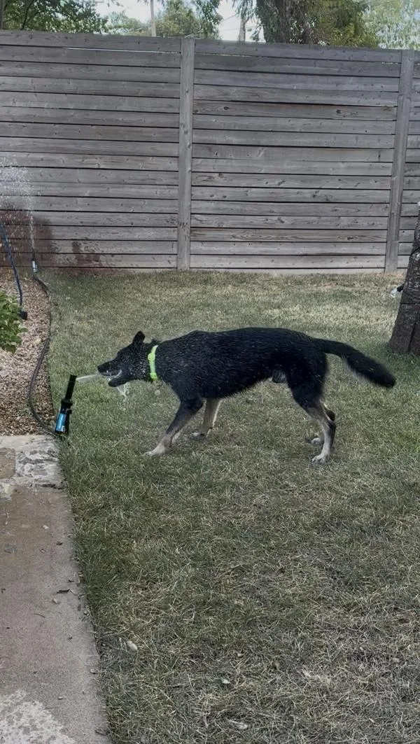 A young large-sized unknown German Shepherd Dog dog named Mateo for adoption in Austin, TX