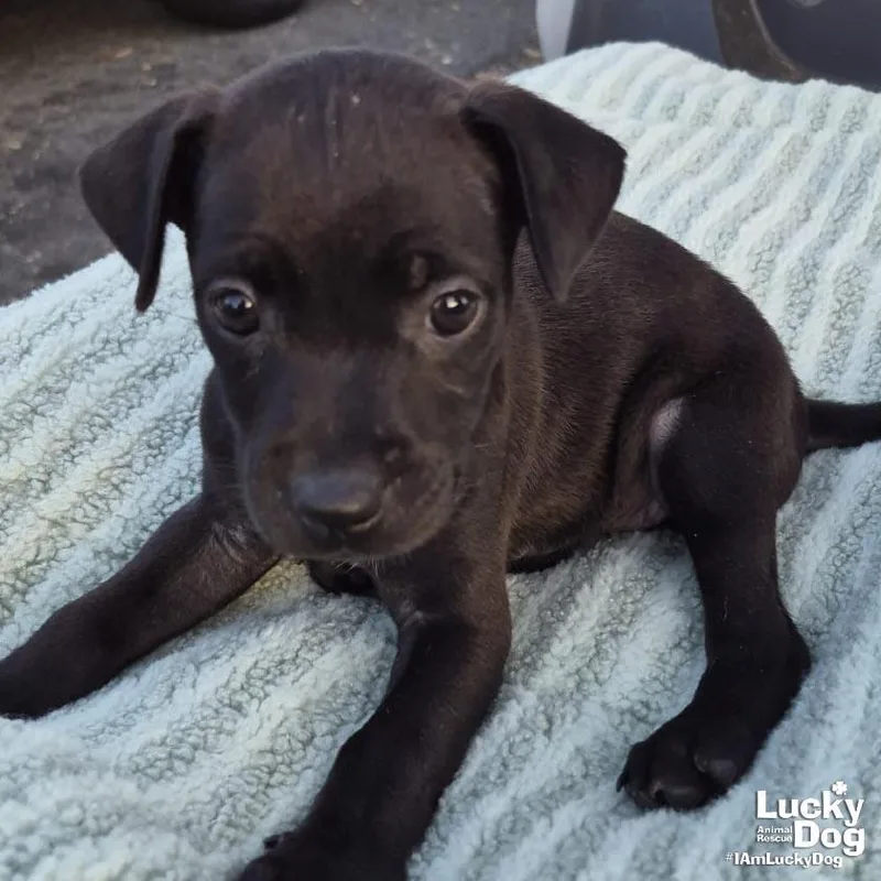 A baby medium-sized female Labrador Retriever dog named Noor for adoption in Washington, DC