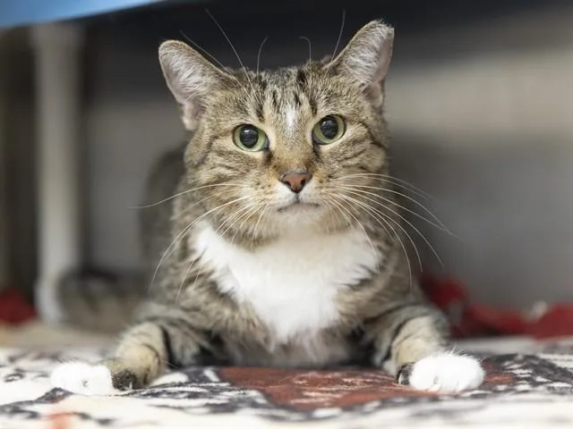 An adult small-sized female Domestic Short Hair cat named Agnes for adoption in Phoenix, AZ