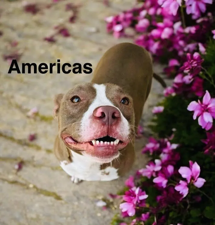 Americas