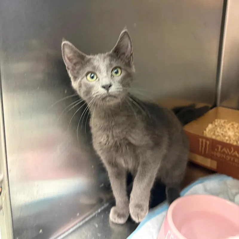 A baby small-sized female Gray / Blue / Silver Domestic Short Hair cat named Bernadette for adoption in Westminster, CA