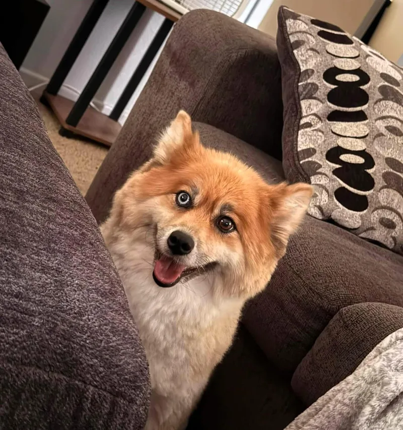 A senior small-sized female Pomeranian dog named Foxy for adoption in Windsor, MO