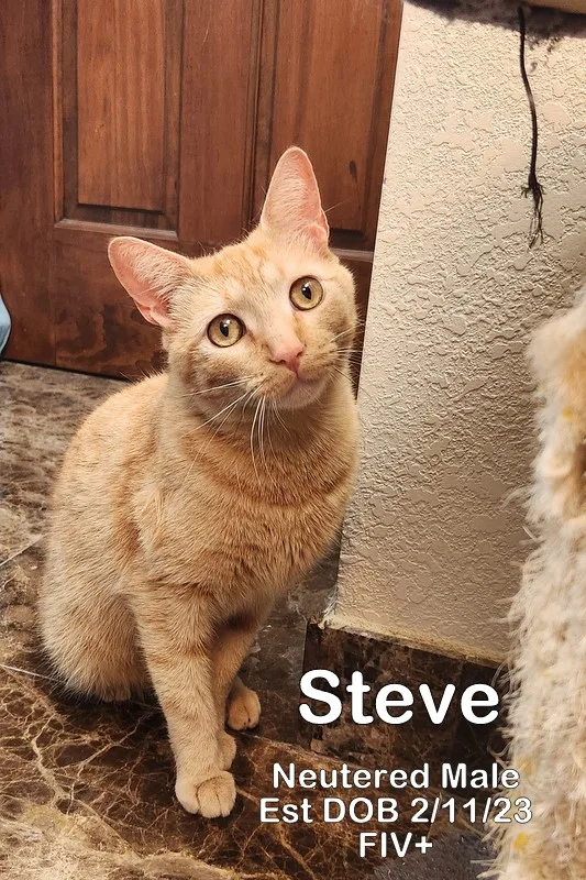 Steve thumbnail 2