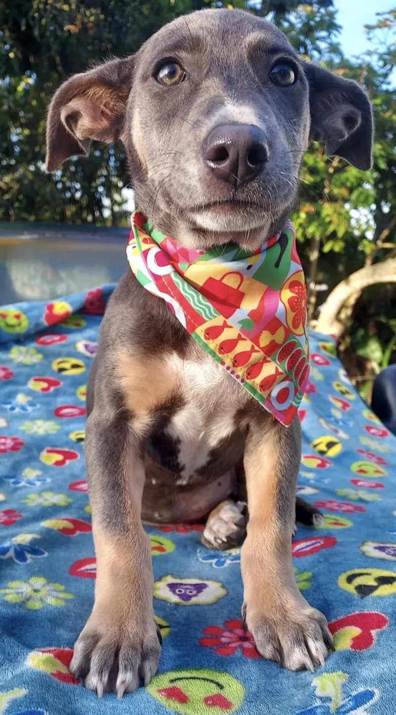 Molly Jellybean thumbnail 2