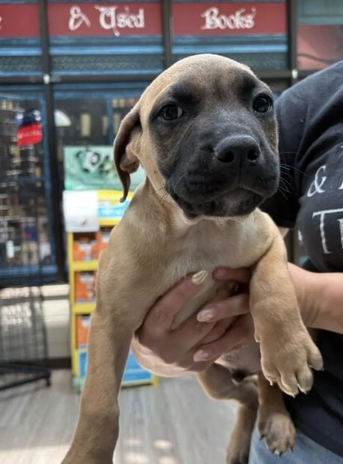 A baby medium-sized male Yellow / Tan / Blond / Fawn Terrier dog named Greg for adoption in Elyria, OH