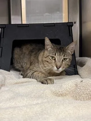 An adult large-sized male Buff / Tan / Fawn Domestic Short Hair cat named Jimmybob Shrimp Pants for adoption in Wichita, KS