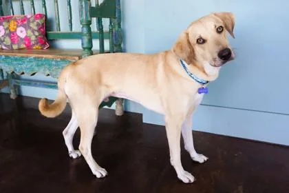 An adult medium-sized male Labrador Retriever dog named Milo for adoption in San Antonio, TX