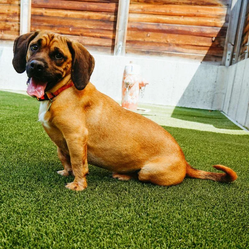 An adult medium-sized male Basset Hound dog named Bucket for adoption in Jackson, WY
