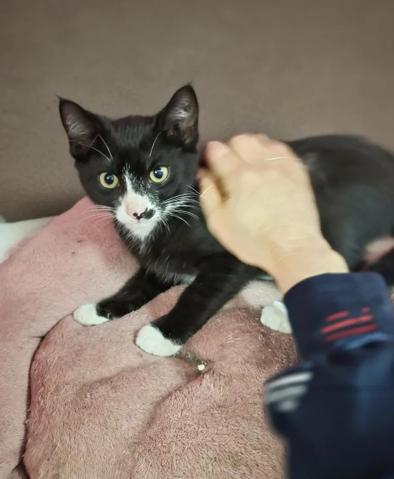 A baby small-sized male Black & White / Tuxedo Domestic Short Hair cat named Lucian for adoption in Patchogue, NY