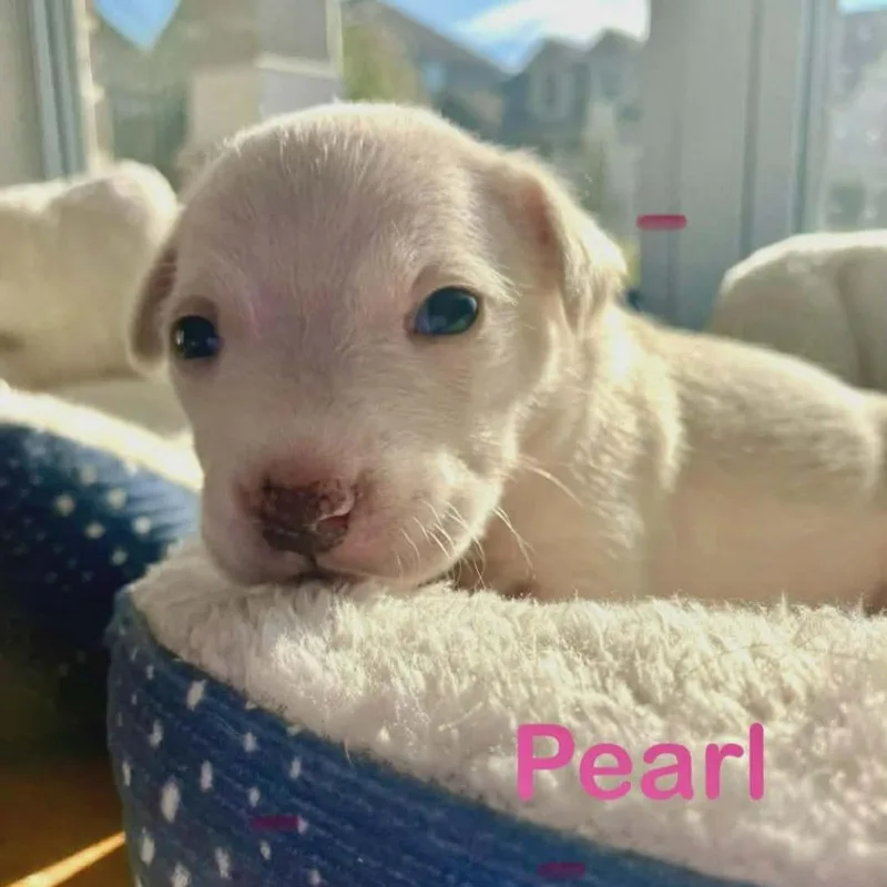 A baby medium-sized female White / Cream Labrador Retriever dog named Pearl for adoption in Griswold, CT