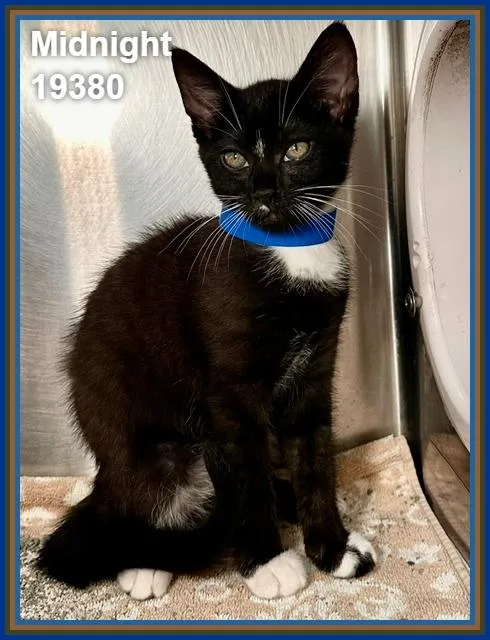 A baby medium-sized male Black Domestic Short Hair cat named Midnight for adoption in Marietta, GA