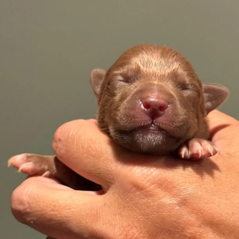 A baby small-sized male Yellow / Tan / Blond / Fawn Pit Bull Terrier dog named Brown Sugar for adoption in Los Angeles, CA