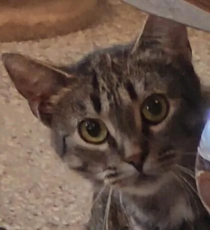 A young small-sized male Domestic Short Hair cat named Sterling for adoption in Shawano, WI