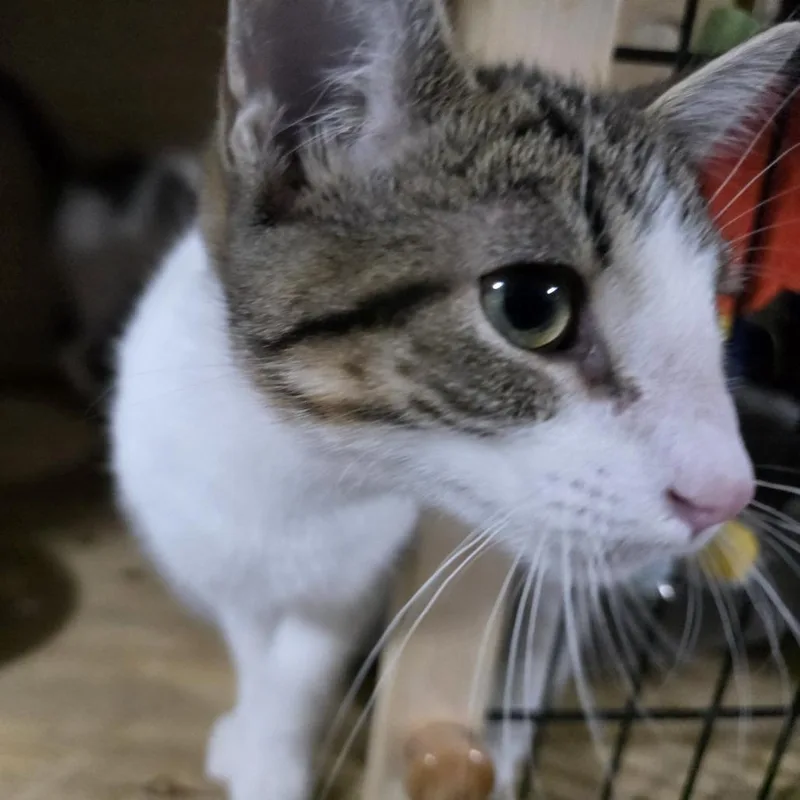 A young medium-sized female Brown / Chocolate Domestic Short Hair cat named Soledad for adoption in Sioux Falls, SD