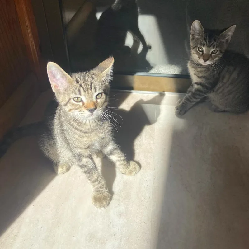 A baby small-sized male Brown / Chocolate Domestic Short Hair cat named Dollar for adoption in Hopkinton, MA