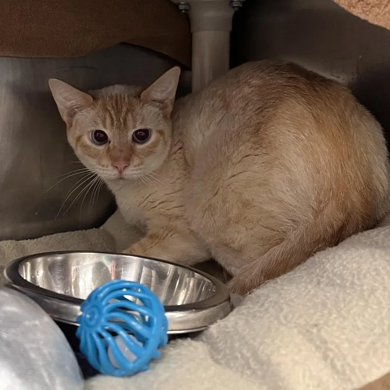 An adult medium-sized female Flame Point Domestic Short Hair cat named Economics for adoption in Mentor, OH