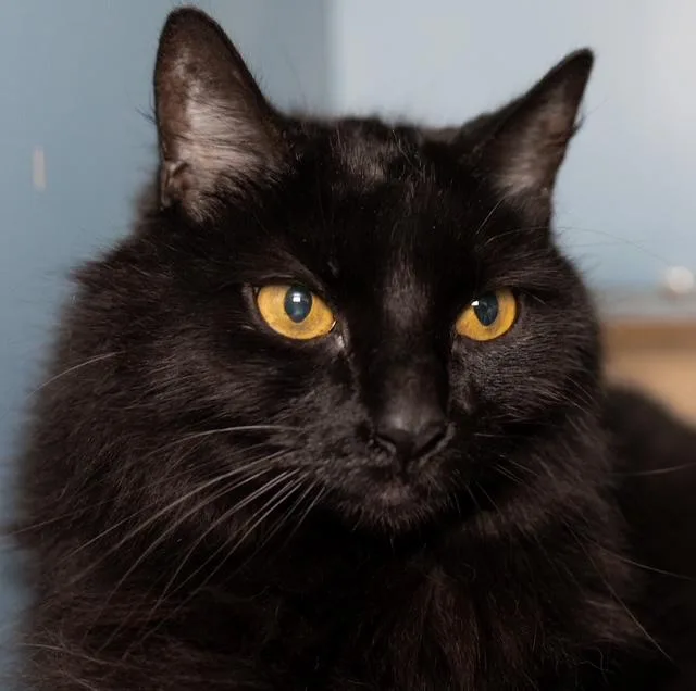 A senior medium-sized female Domestic Short Hair cat named Wicket for adoption in Boston, MA