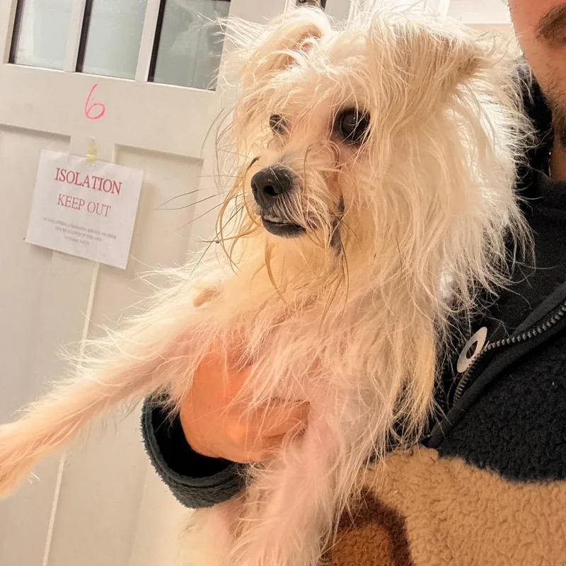 An adult small-sized male White / Cream Terrier dog named Freddy for adoption in Franklin, NC