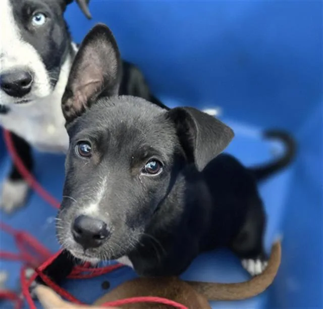 A baby large-sized female Mixed Breed dog named Sky for adoption in Dallas, TX