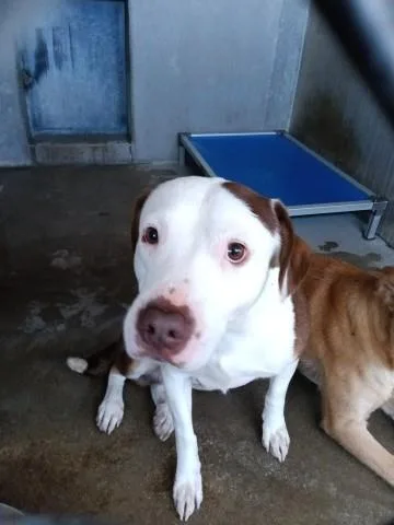 A young medium-sized male Pit Bull Terrier dog named Austin for adoption in San Bernardino, CA